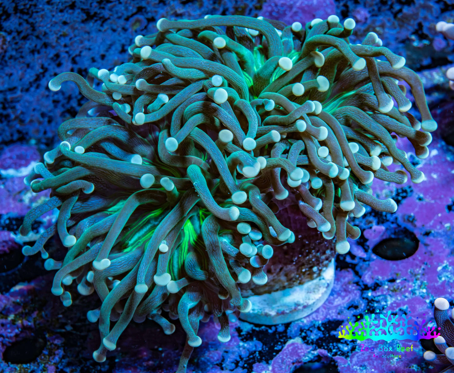 Torch Coral WYSIWYG 6cm D1R1B1 Torch Coral WYSIWYG 6cm D1R1B1 LPS Torch Coral WYSIWYG 6cm D1R1B1 Zeo Box Reef