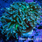 Torch Coral WYSIWYG 6cm D1R1B1 Torch Coral WYSIWYG 6cm D1R1B1 LPS Torch Coral WYSIWYG 6cm D1R1B1 Zeo Box Reef