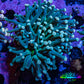 Torch Coral WYSIWYG 6cm D2R1B1 Torch Coral WYSIWYG 6cm D2R1B1 LPS Torch Coral WYSIWYG 6cm D2R1B1 Zeo Box Reef