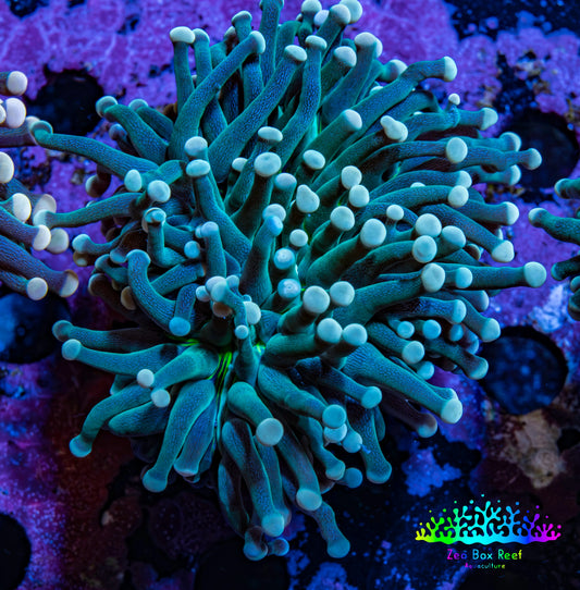 Torch Coral WYSIWYG 6cm D2R1B1 Torch Coral WYSIWYG 6cm D2R1B1 LPS Torch Coral WYSIWYG 6cm D2R1B1 Zeo Box Reef