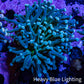 Torch Coral WYSIWYG 6cm D2R1B1 Torch Coral WYSIWYG 6cm D2R1B1 LPS Torch Coral WYSIWYG 6cm D2R1B1 Zeo Box Reef