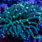 Torch Coral WYSIWYG 6cm D3R1B1 Torch Coral WYSIWYG 6cm D3R1B1 LPS Torch Coral WYSIWYG 6cm D3R1B1 Zeo Box Reef