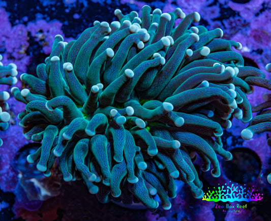Torch Coral WYSIWYG 6cm D3R1B1 Torch Coral WYSIWYG 6cm D3R1B1 LPS Torch Coral WYSIWYG 6cm D3R1B1 Zeo Box Reef