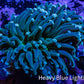 Torch Coral WYSIWYG 6cm D3R1B1 Torch Coral WYSIWYG 6cm D3R1B1 LPS Torch Coral WYSIWYG 6cm D3R1B1 Zeo Box Reef
