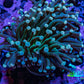 Torch Coral WYSIWYG 6cm D4R1B1 Torch Coral WYSIWYG 6cm D4R1B1 LPS Torch Coral WYSIWYG 6cm D4R1B1 Zeo Box Reef