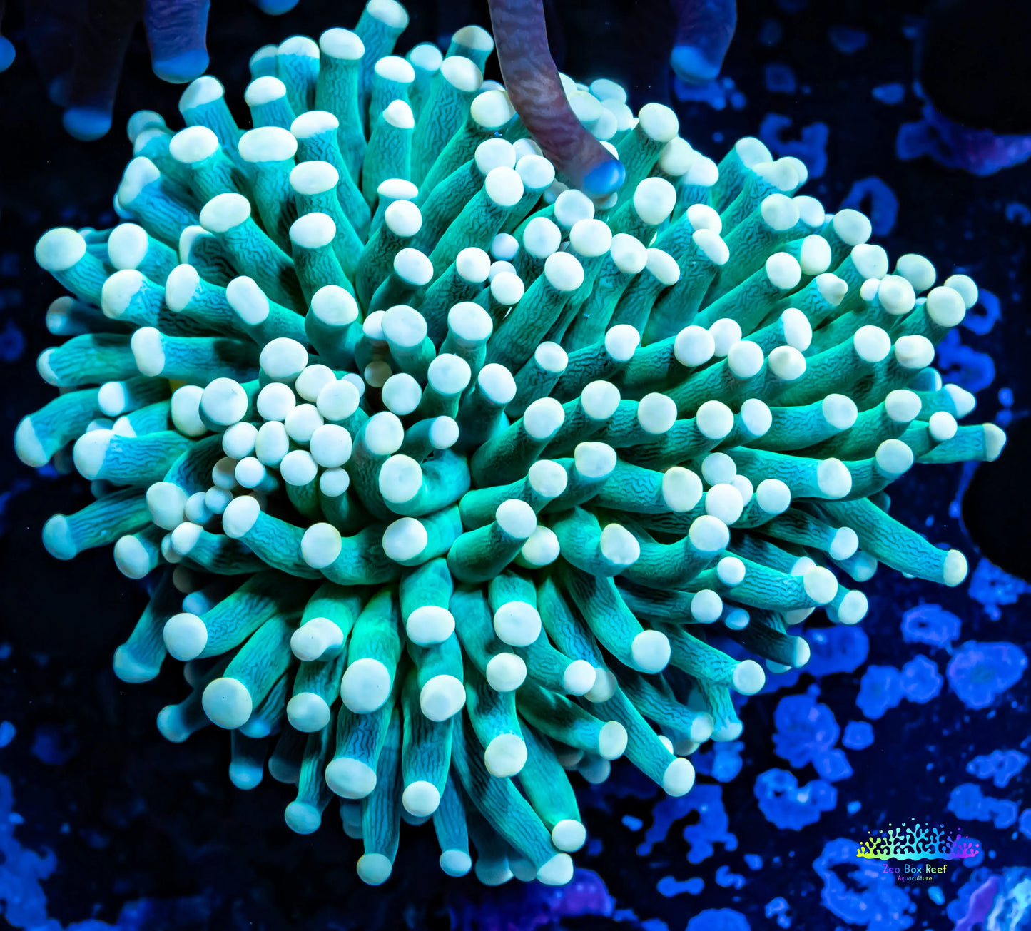 Torch Coral WYSIWYG 6cm Torch Coral WYSIWYG 6cm LPS Torch Coral WYSIWYG 6cm Zeo Box Reef