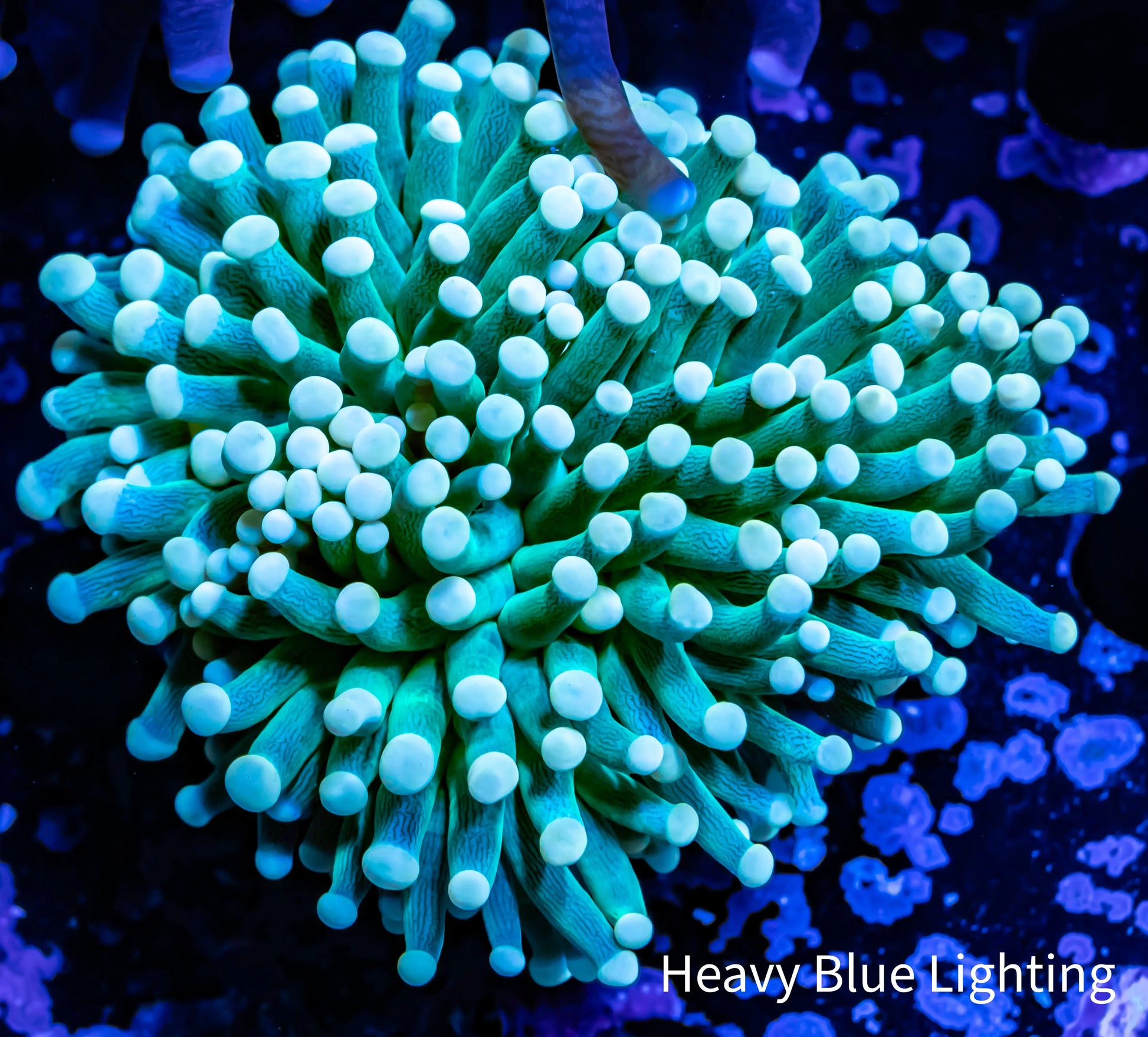 Torch Coral WYSIWYG 6cm Torch Coral WYSIWYG 6cm LPS Torch Coral WYSIWYG 6cm Zeo Box Reef