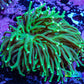 Torch Coral WYSIWYG 7cm D11R!B1 Torch Coral WYSIWYG 7cm D11R!B1 LPS Torch Coral WYSIWYG 7cm D11R!B1 Zeo Box Reef