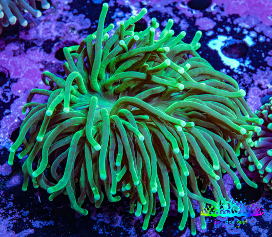Torch Coral WYSIWYG 7cm D11R!B1 Torch Coral WYSIWYG 7cm D11R!B1 LPS Torch Coral WYSIWYG 7cm D11R!B1 Zeo Box Reef