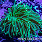 Torch Coral WYSIWYG 7cm D11R!B1 Torch Coral WYSIWYG 7cm D11R!B1 LPS Torch Coral WYSIWYG 7cm D11R!B1 Zeo Box Reef