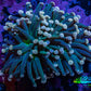 Torch Coral WYSIWYG 7cm D1R1B1 Torch Coral WYSIWYG 7cm D1R1B1 LPS Torch Coral WYSIWYG 7cm D1R1B1 Zeo Box Reef