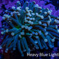 Torch Coral WYSIWYG 7cm D1R1B1 Torch Coral WYSIWYG 7cm D1R1B1 LPS Torch Coral WYSIWYG 7cm D1R1B1 Zeo Box Reef