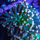 Torch Coral WYSIWYG 7cm D7R!B1 Torch Coral WYSIWYG 7cm D7R!B1 LPS Torch Coral WYSIWYG 7cm D7R!B1 Zeo Box Reef