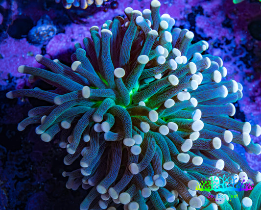 Torch Coral WYSIWYG 7cm D7R!B1 Torch Coral WYSIWYG 7cm D7R!B1 LPS Torch Coral WYSIWYG 7cm D7R!B1 Zeo Box Reef