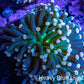Torch Coral WYSIWYG 7cm D7R!B1 Torch Coral WYSIWYG 7cm D7R!B1 LPS Torch Coral WYSIWYG 7cm D7R!B1 Zeo Box Reef
