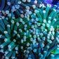 Torch Coral WYSIWYG 7cm D8R!B1 Torch Coral WYSIWYG 7cm D8R!B1 LPS Torch Coral WYSIWYG 7cm D8R!B1 Zeo Box Reef