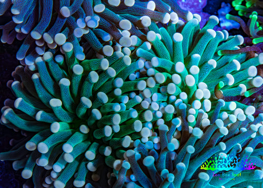 Torch Coral WYSIWYG 7cm D8R!B1 Torch Coral WYSIWYG 7cm D8R!B1 LPS Torch Coral WYSIWYG 7cm D8R!B1 Zeo Box Reef
