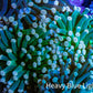 Torch Coral WYSIWYG 7cm D8R!B1 Torch Coral WYSIWYG 7cm D8R!B1 LPS Torch Coral WYSIWYG 7cm D8R!B1 Zeo Box Reef