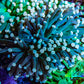 Torch Coral WYSIWYG 7cm D9R!B1 Torch Coral WYSIWYG 7cm D9R!B1 LPS Torch Coral WYSIWYG 7cm D9R!B1 Zeo Box Reef
