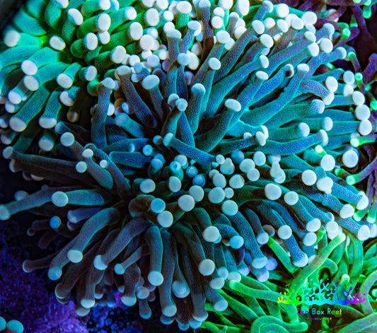 Torch Coral WYSIWYG 7cm D9R!B1 Torch Coral WYSIWYG 7cm D9R!B1 LPS Torch Coral WYSIWYG 7cm D9R!B1 Zeo Box Reef