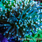 Torch Coral WYSIWYG 7cm D9R!B1 Torch Coral WYSIWYG 7cm D9R!B1 LPS Torch Coral WYSIWYG 7cm D9R!B1 Zeo Box Reef