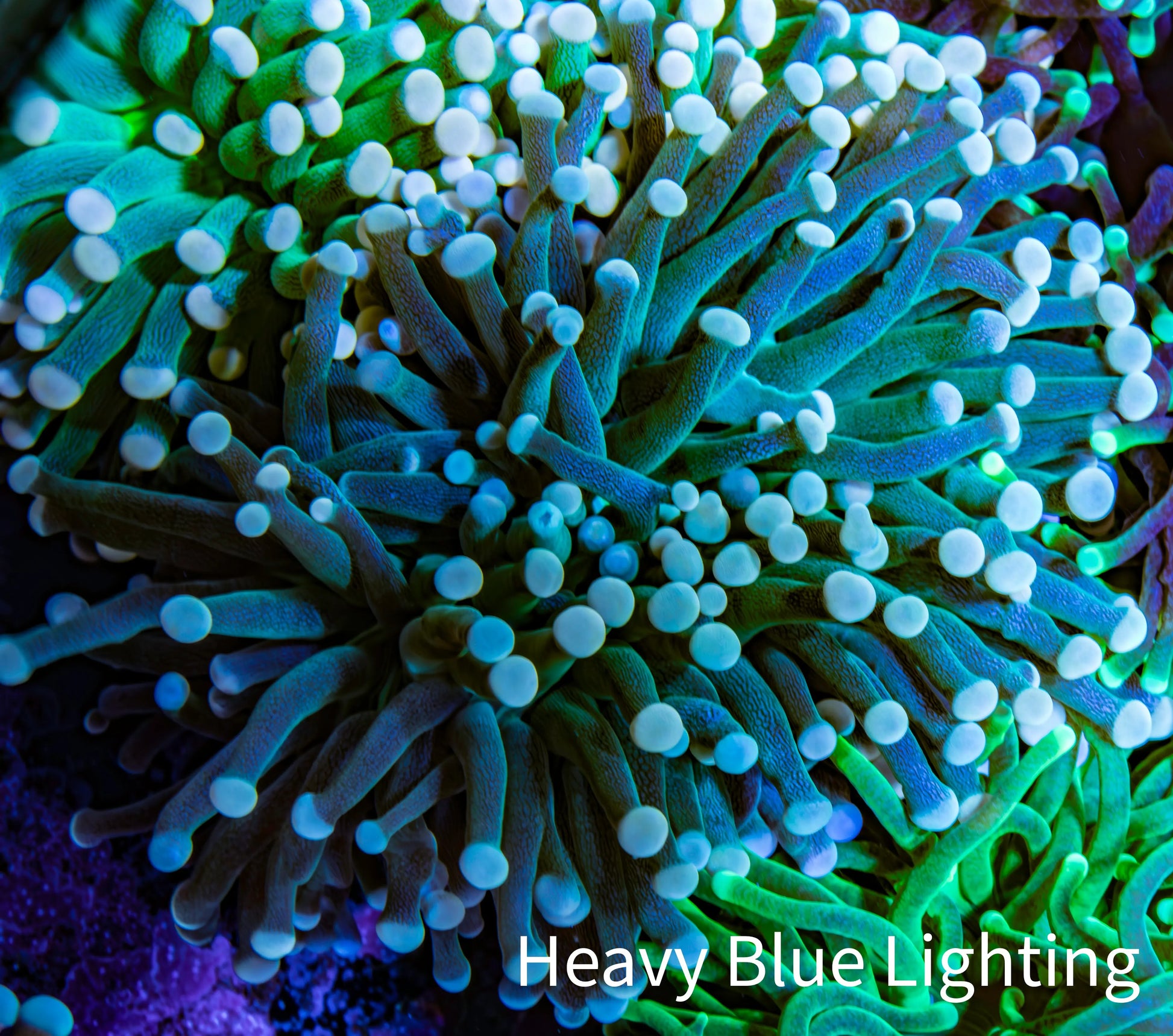 Torch Coral WYSIWYG 7cm D9R!B1 Torch Coral WYSIWYG 7cm D9R!B1 LPS Torch Coral WYSIWYG 7cm D9R!B1 Zeo Box Reef