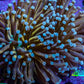 Torch Coral WYSIWYG 7cm Torch Coral WYSIWYG 7cm LPS Torch Coral WYSIWYG 7cm Zeo Box Reef