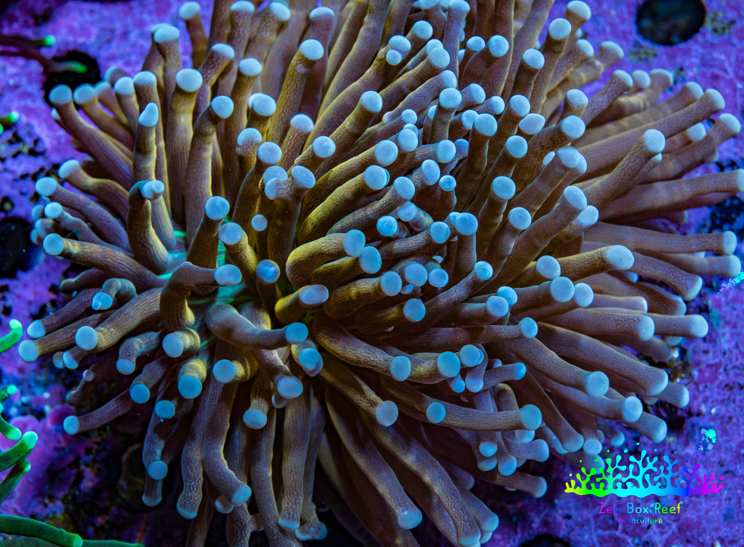 Torch Coral WYSIWYG 7cm Torch Coral WYSIWYG 7cm LPS Torch Coral WYSIWYG 7cm Zeo Box Reef
