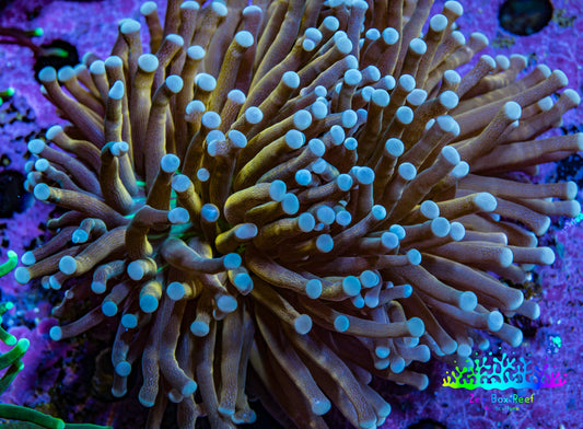 Torch Coral WYSIWYG 7cm Torch Coral WYSIWYG 7cm LPS Torch Coral WYSIWYG 7cm Zeo Box Reef