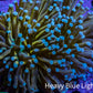 Torch Coral WYSIWYG 7cm Torch Coral WYSIWYG 7cm LPS Torch Coral WYSIWYG 7cm Zeo Box Reef