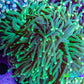 Torch Coral WYSIWYG 8cm D10R!B1 Torch Coral WYSIWYG 8cm D10R!B1 LPS Torch Coral WYSIWYG 8cm D10R!B1 Zeo Box Reef