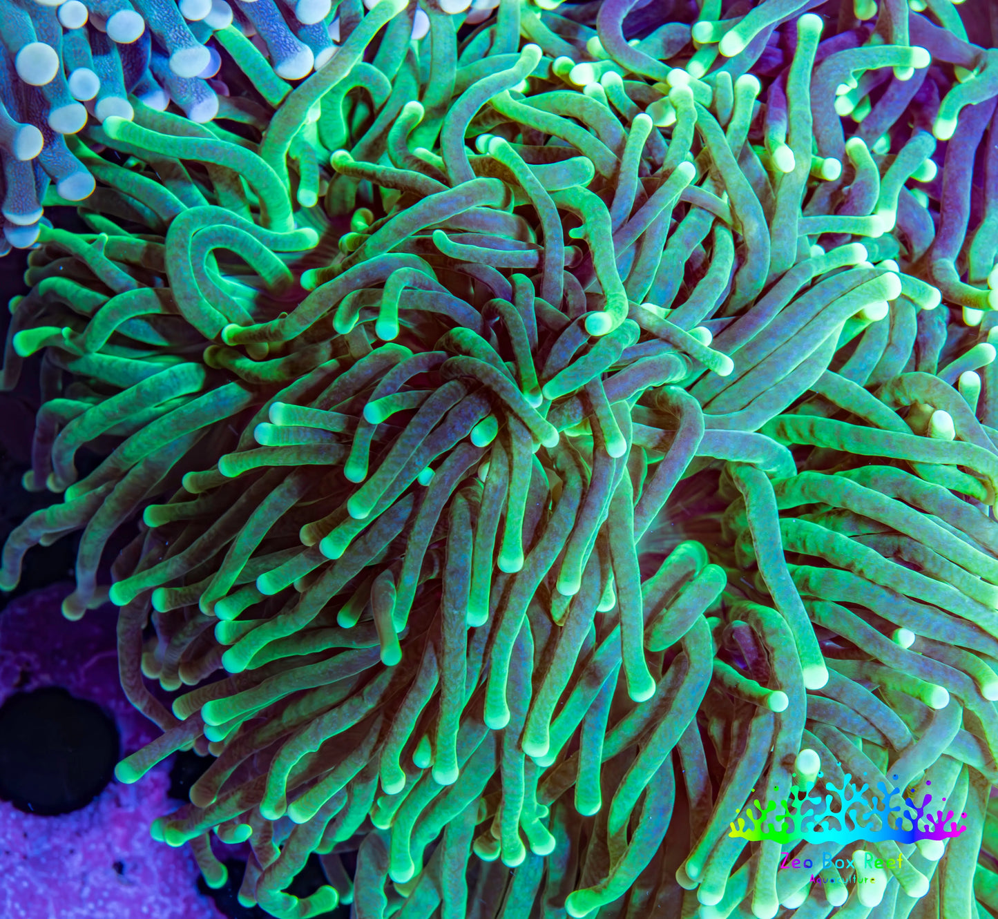 Torch Coral WYSIWYG 8cm D10R!B1 Torch Coral WYSIWYG 8cm D10R!B1 LPS Torch Coral WYSIWYG 8cm D10R!B1 Zeo Box Reef