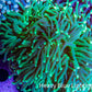 Torch Coral WYSIWYG 8cm D10R!B1 Torch Coral WYSIWYG 8cm D10R!B1 LPS Torch Coral WYSIWYG 8cm D10R!B1 Zeo Box Reef