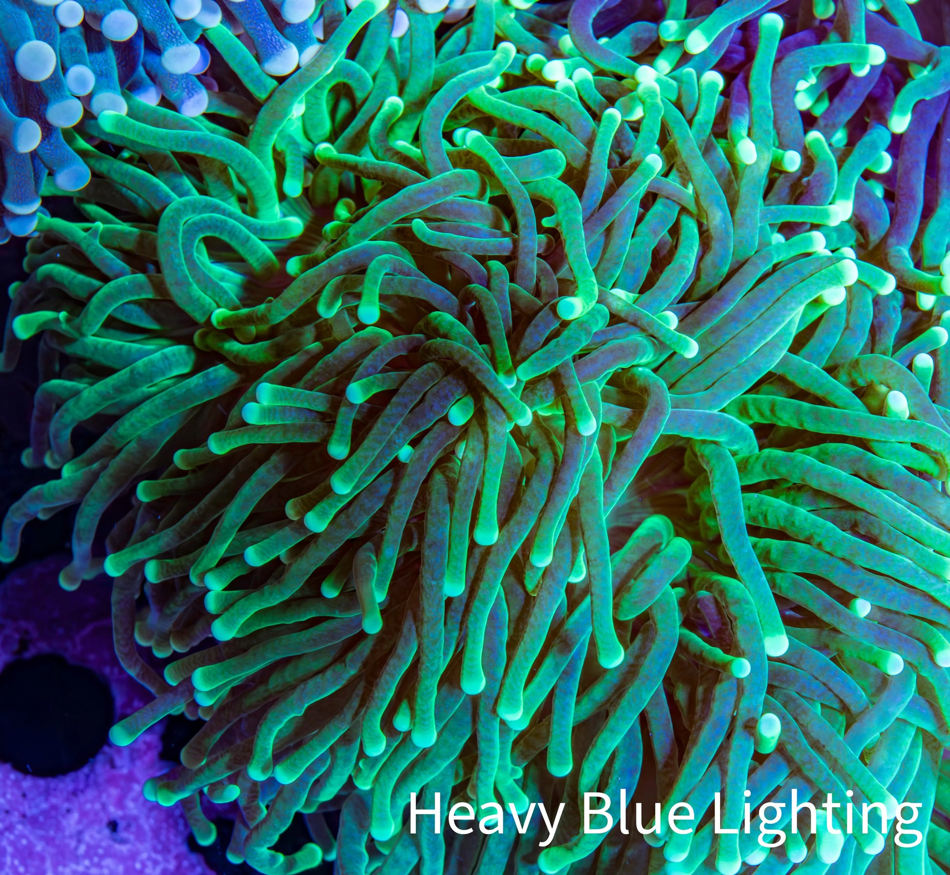 Torch Coral WYSIWYG 8cm D10R!B1 Torch Coral WYSIWYG 8cm D10R!B1 LPS Torch Coral WYSIWYG 8cm D10R!B1 Zeo Box Reef