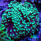 Torch Coral WYSIWYG cm C11R!B1 Torch Coral WYSIWYG cm C11R!B1 LPS Torch Coral WYSIWYG cm C11R!B1 Zeo Box Reef