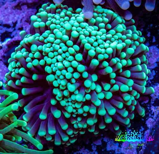 Torch Coral WYSIWYG cm C11R!B1 Torch Coral WYSIWYG cm C11R!B1 LPS Torch Coral WYSIWYG cm C11R!B1 Zeo Box Reef