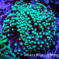 Torch Coral WYSIWYG cm C11R!B1 Torch Coral WYSIWYG cm C11R!B1 LPS Torch Coral WYSIWYG cm C11R!B1 Zeo Box Reef