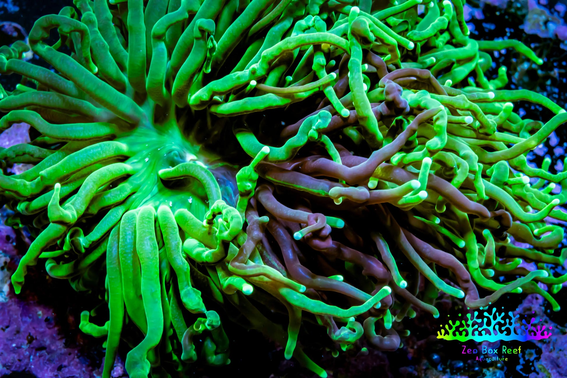 Torch Coral -🤩 Natural Graft 8cm  WYSIWYG A2R2B1 Torch Coral -🤩 Natural Graft 8cm  WYSIWYG A2R2B1 LPS Torch Coral -🤩 Natural Graft 8cm  WYSIWYG A2R2B1 Zeo Box Reef