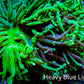 Torch Coral -🤩 Natural Graft 8cm  WYSIWYG A2R2B1 Torch Coral -🤩 Natural Graft 8cm  WYSIWYG A2R2B1 LPS Torch Coral -🤩 Natural Graft 8cm  WYSIWYG A2R2B1 Zeo Box Reef