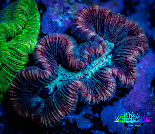 Trachyphyllia Coral Pack 3x Trachy Corals WYSIWYG Trachyphyllia Coral Pack 3x Trachy Corals WYSIWYG  Trachyphyllia Coral Pack 3x Trachy Corals WYSIWYG Zeo Box Reef Aquaculture