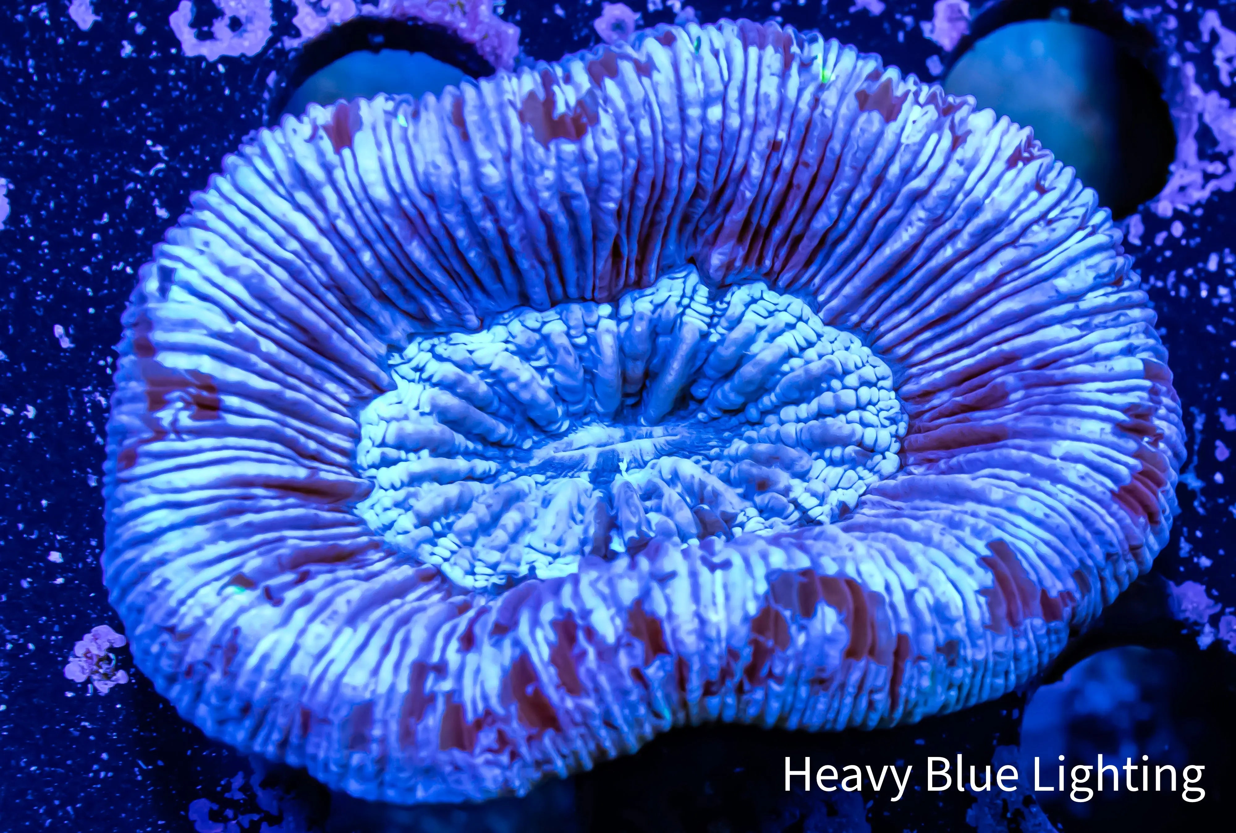 Open media 1 in modal