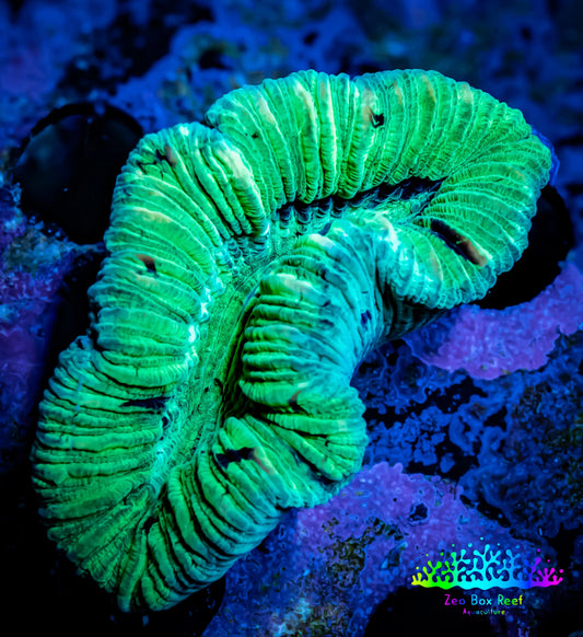 Trachyphyllia- Trachy WYSIWYG 5cm Trachyphyllia- Trachy WYSIWYG 5cm LPS Trachyphyllia- Trachy WYSIWYG 5cm Zeo Box Reef