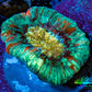 Trachyphyllia- Ultra Trachy WYSIWYG 2.5cm Trachyphyllia- Ultra Trachy WYSIWYG 2.5cm LPS Trachyphyllia- Ultra Trachy WYSIWYG 2.5cm Zeo Box Reef
