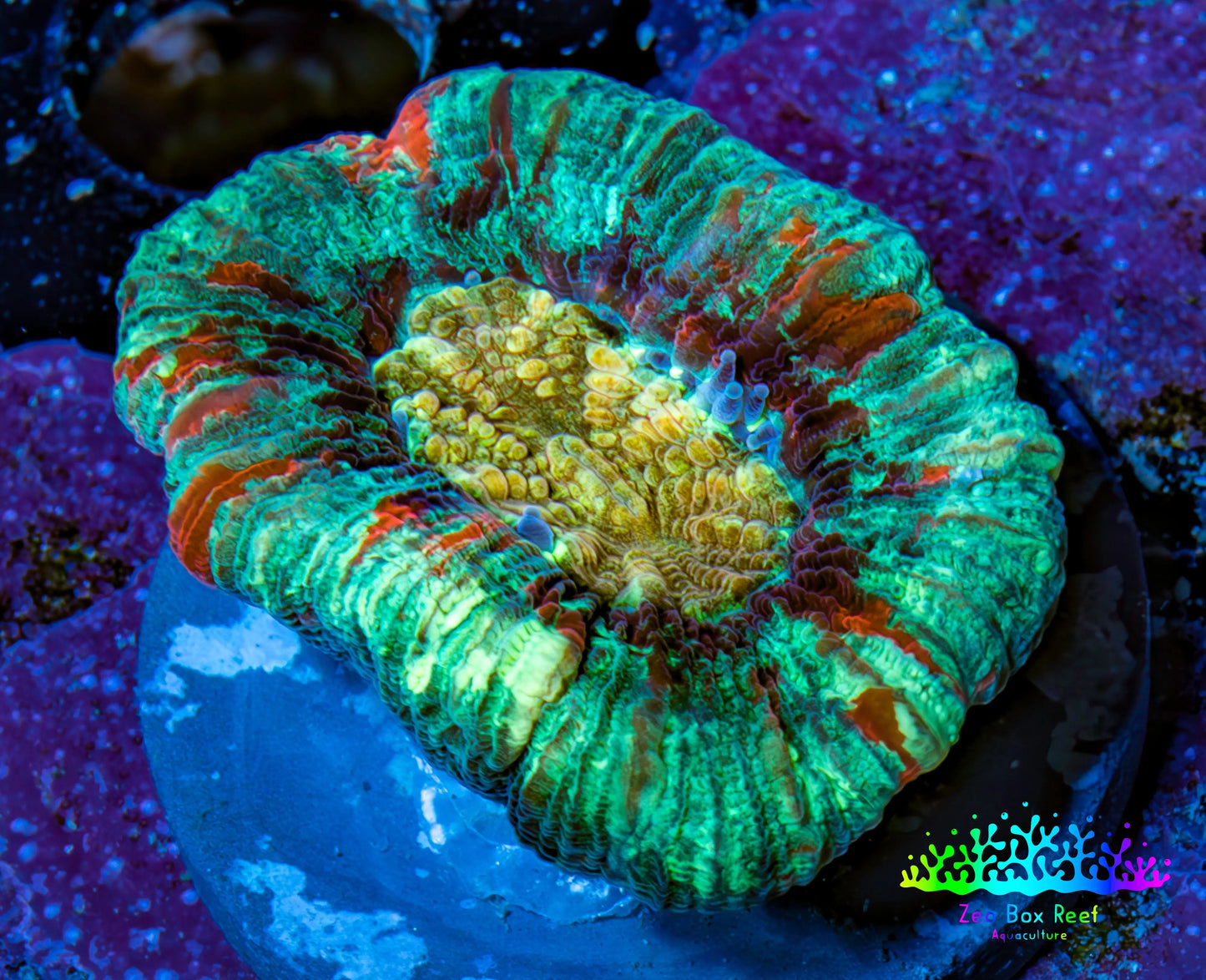 Trachyphyllia- Ultra Trachy WYSIWYG 2.5cm Trachyphyllia- Ultra Trachy WYSIWYG 2.5cm LPS Trachyphyllia- Ultra Trachy WYSIWYG 2.5cm Zeo Box Reef
