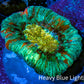 Trachyphyllia- Ultra Trachy WYSIWYG 2.5cm Trachyphyllia- Ultra Trachy WYSIWYG 2.5cm LPS Trachyphyllia- Ultra Trachy WYSIWYG 2.5cm Zeo Box Reef