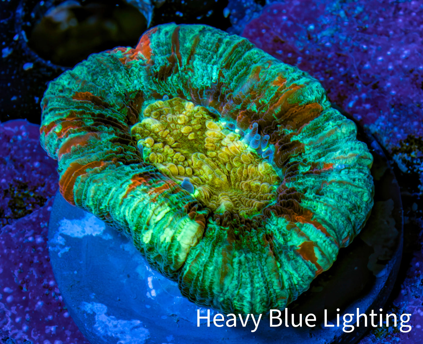 Trachyphyllia- Ultra Trachy WYSIWYG 2.5cm Trachyphyllia- Ultra Trachy WYSIWYG 2.5cm LPS Trachyphyllia- Ultra Trachy WYSIWYG 2.5cm Zeo Box Reef