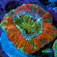 Trachyphyllia- Ultra Trachy WYSIWYG 2.5cm Trachyphyllia- Ultra Trachy WYSIWYG 2.5cm LPS Trachyphyllia- Ultra Trachy WYSIWYG 2.5cm Zeo Box Reef