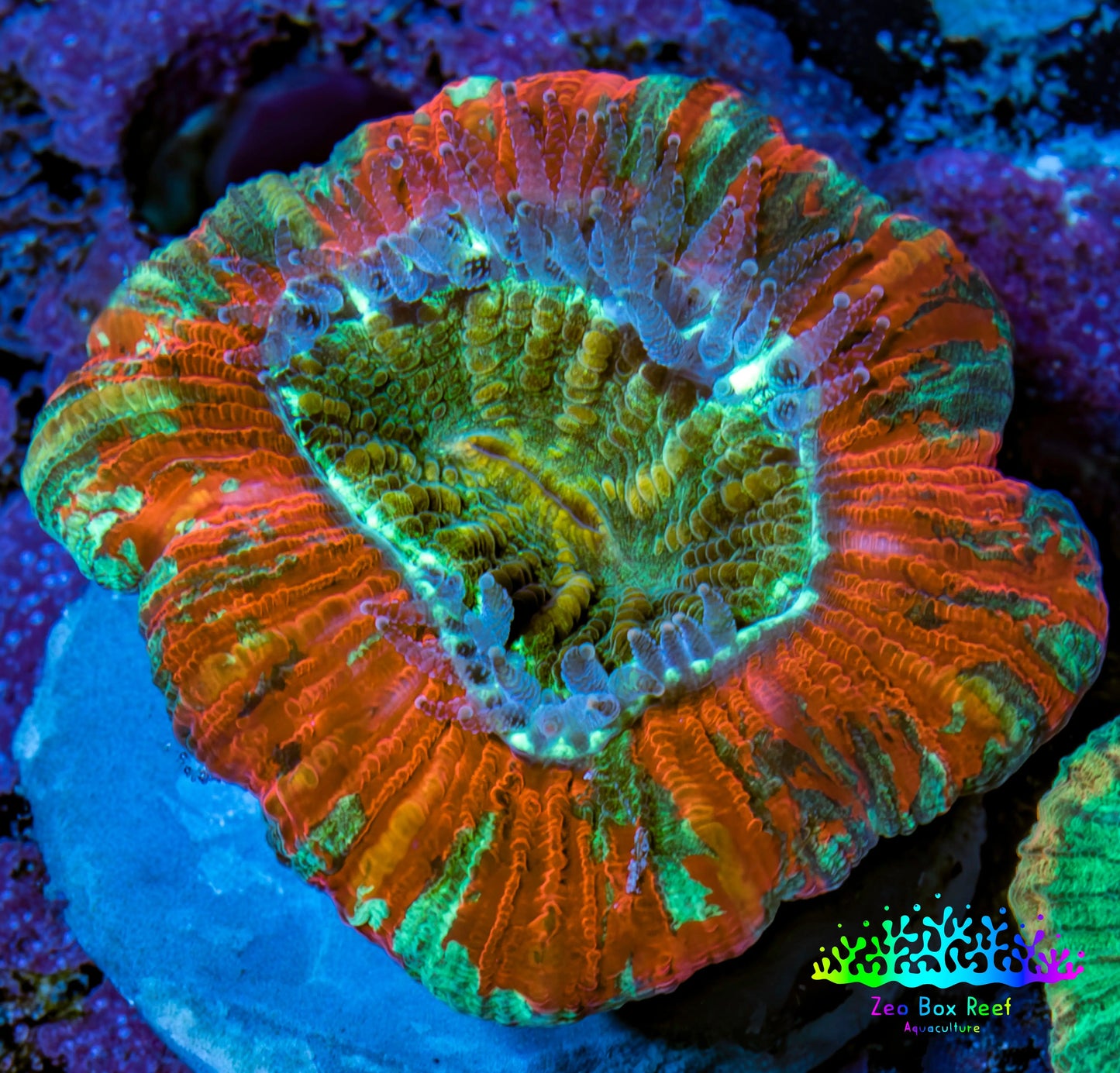 Trachyphyllia- Ultra Trachy WYSIWYG 2.5cm Trachyphyllia- Ultra Trachy WYSIWYG 2.5cm LPS Trachyphyllia- Ultra Trachy WYSIWYG 2.5cm Zeo Box Reef