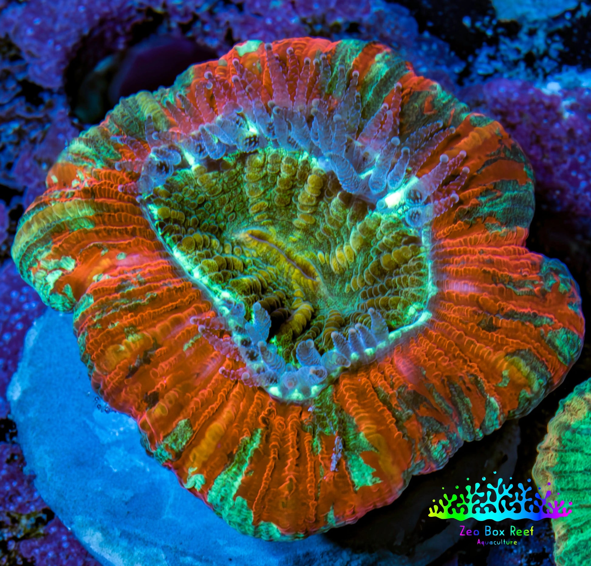 Trachyphyllia- Ultra Trachy WYSIWYG 2.5cm Trachyphyllia- Ultra Trachy WYSIWYG 2.5cm LPS Trachyphyllia- Ultra Trachy WYSIWYG 2.5cm Zeo Box Reef