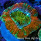 Trachyphyllia- Ultra Trachy WYSIWYG 2.5cm Trachyphyllia- Ultra Trachy WYSIWYG 2.5cm LPS Trachyphyllia- Ultra Trachy WYSIWYG 2.5cm Zeo Box Reef